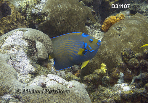 Queen Angelfish (Holacanthus ciliaris)